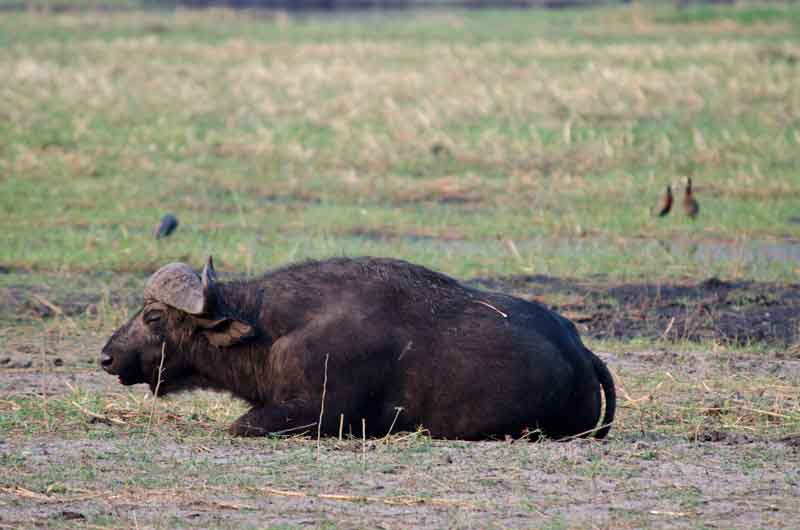 107 - Botswana - bufalo africano - parque nacional de Chobe